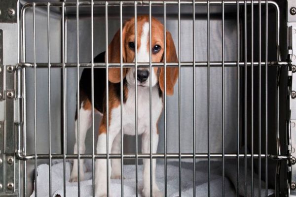 Imagem referente a notícia: Lei que proíbe testes de cosméticos em animais já está em vigor