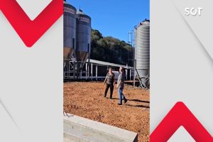 Imagem referente a notícia: Da estrada aos aviários: casal de Cascavel é destaque na avicultura da Coopavel