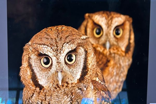 Corujas do Refúgio Biológico da Itaipu vão integrar inventário de todas as espécies sob cuidados humanos
