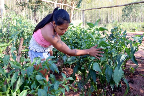 Comunidades Avá-guarani são assentadas em área comprada com recursos da Itaipu em Terra Roxa