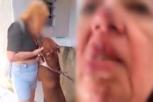 Mulher fica ferida ao tentar dar selinho em Pitbull e é mordida no rosto