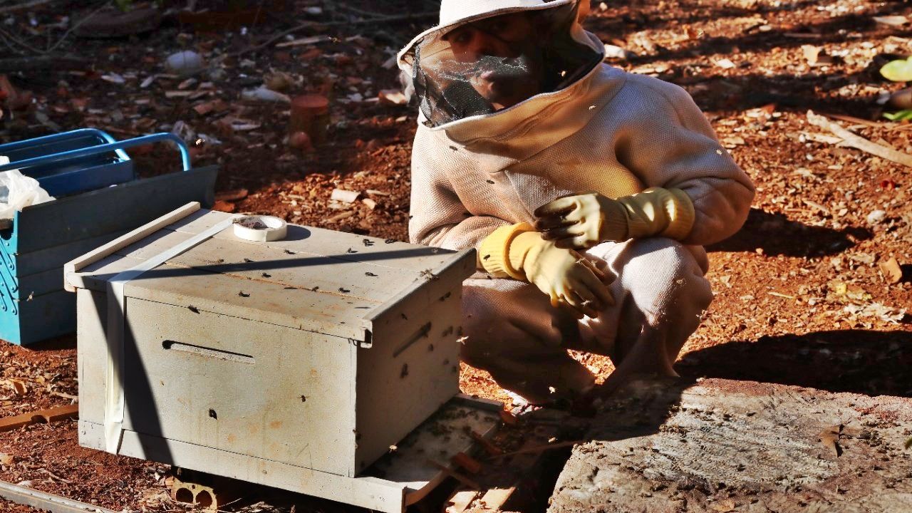 Defesa Civil faz mais de 600 remoções de enxames no primeiro semestre de 2025