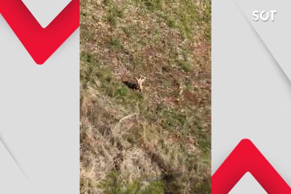 Caçada aérea e terrestre da PMPR fecha cerco e recaptura mais um fugitivo em Assis Chateaubriand