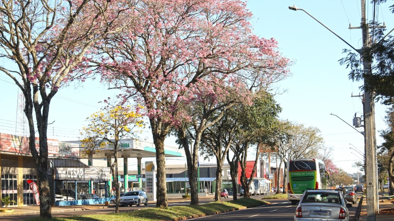 Florada dos ipês colore as paisagens e encanta cascavelenses