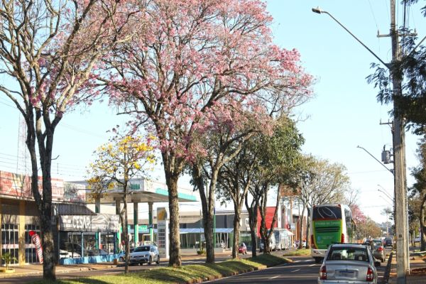 Florada dos ipês colore as paisagens e encanta cascavelenses