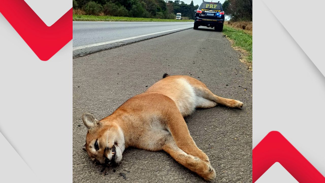 Onça Parda é encontrada morta à margem da BR-376 no Paraná