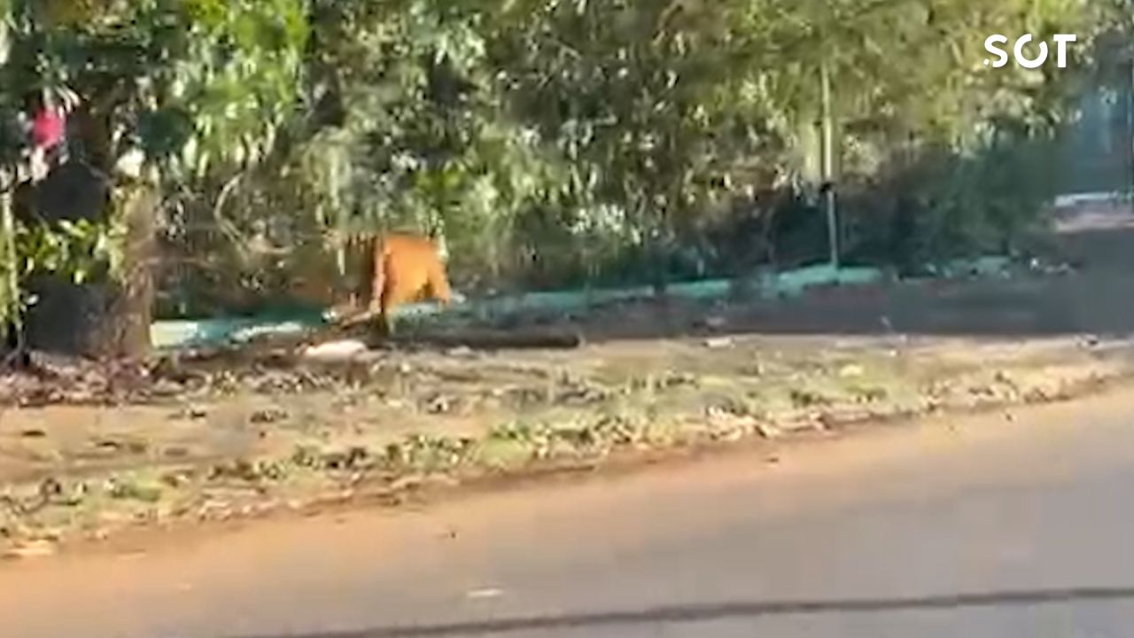 Onça-parda é flagrada andando por bairro de Cascavel e mobiliza equipes de resgate