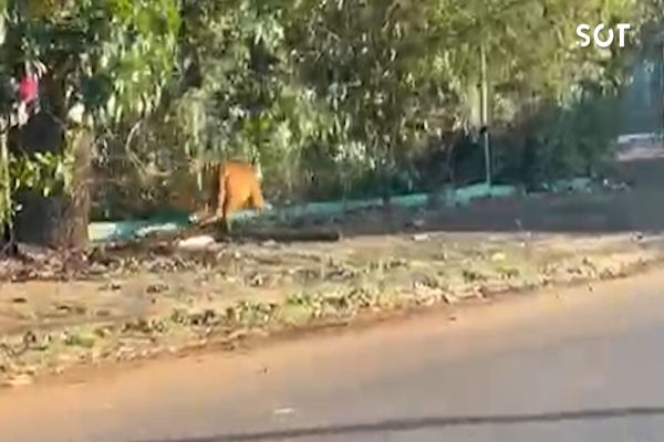 Imagem referente a notícia: Onça-parda é flagrada andando por bairro de Cascavel e mobiliza equipes de resgate