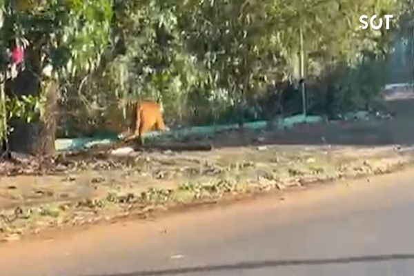 Imagem referente a notícia: Onça-parda é flagrada andando por bairro de Cascavel e mobiliza equipes de resgate