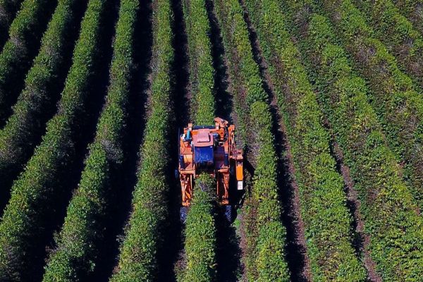 Supermercado do mundo, Paraná atrai turismo agrotecnológico especializado
