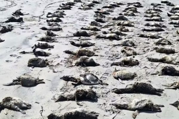 Imagem referente a notícia: Mais de 700 pinguins são encontrados mortos no litoral de São Paulo