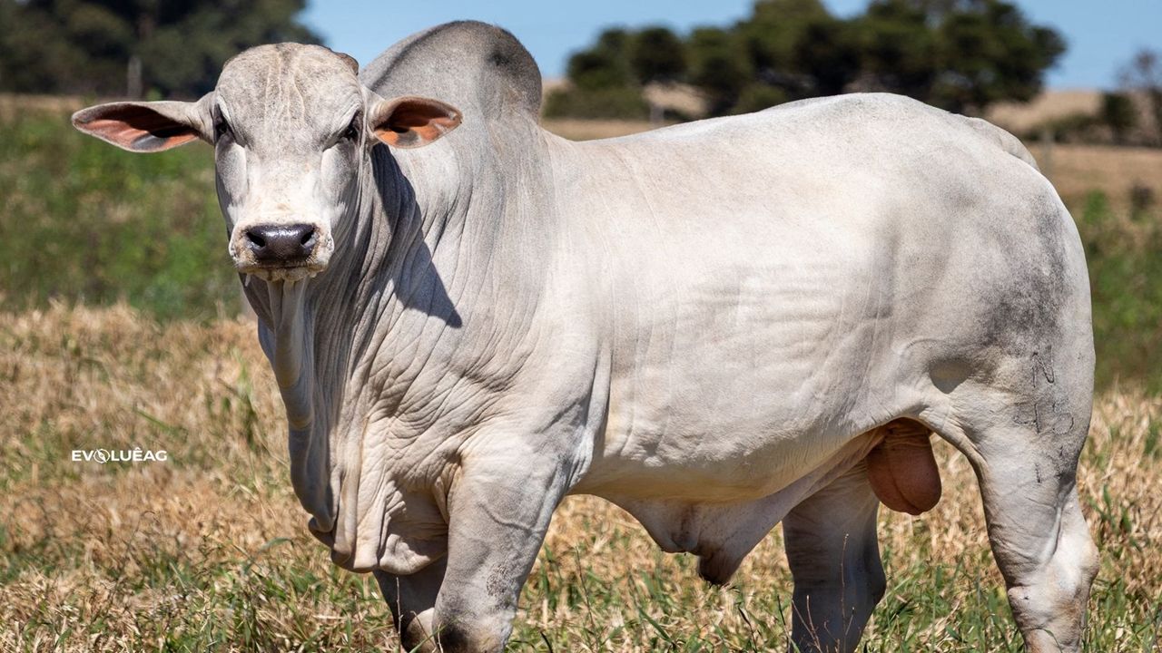 Fazenda Neblina de Guaraniaçu vende touro entre os melhores do país