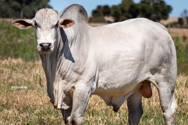 Imagem referente a notícia: Genética de ponta, Produtividade e Precocidade marca o 1º Leilão Reprodutores Nelore Neblina no Paraná