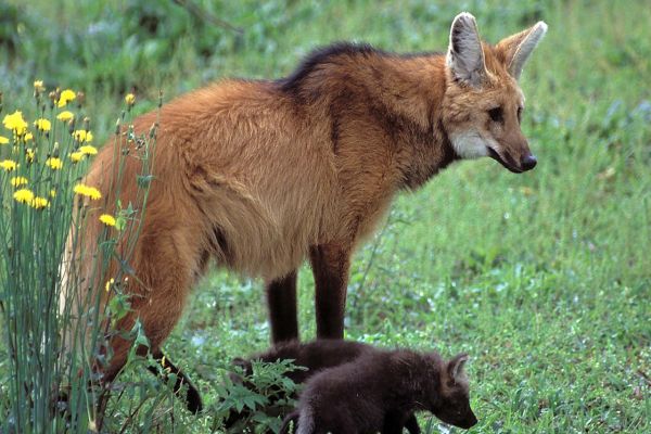 Imagem referente a notícia: Copel desenvolve uma série de medidas para proteger animais silvestres em obras