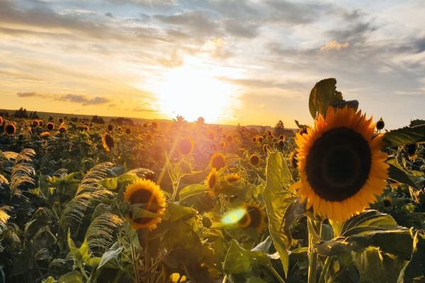 Fotoclube anuncia finalistas de concurso "Cascavel em Foto" no aniversário da cidade