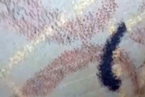 Adolescentes filmados em atos sexuais dentro de ônibus abandonado em Cascavel: Nucria investiga o caso