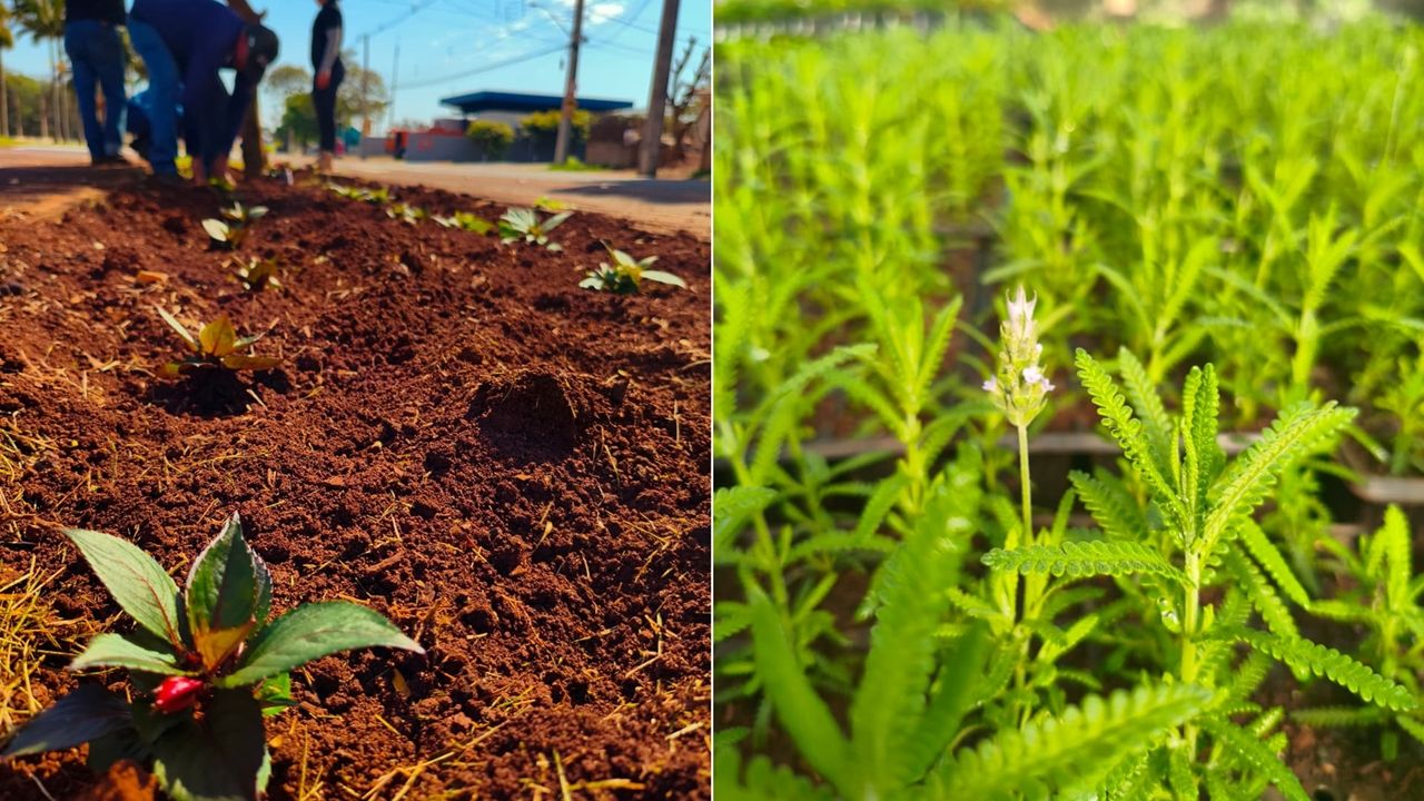 Corbélia se transforma: Cidade ganha jardins coloridos e perfume de lavanda