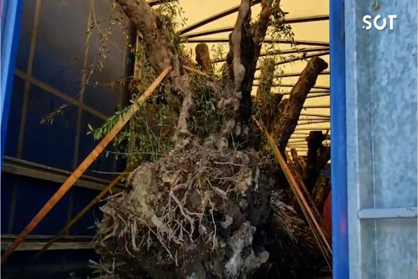 Imagem referente a notícia: PRF flagra carretas com árvores de oliveira e carga irregular na BR-369 no noroeste do Paraná