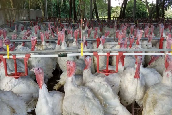 Paraná teve maior crescimento do Brasil nas exportações de carne de peru de janeiro a julho