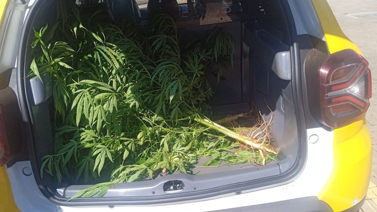 Plantação de maconha é descoberta no quintal de casa no bairro Santa Cruz, em Cascavel