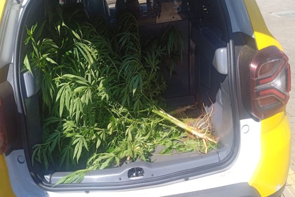 Plantação de maconha é descoberta no quintal de casa no bairro Santa Cruz, em Cascavel
