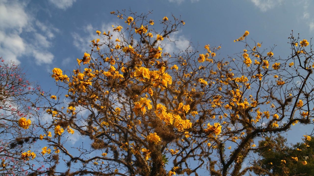 Primavera começa na próxima segunda com temperaturas altas; estação terá tempestades