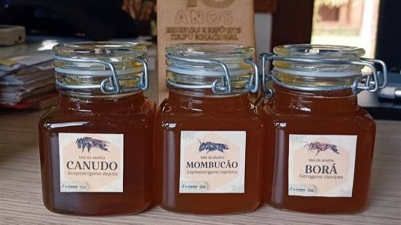 Itaipu conquista 1º e 2º lugar em concurso de mel de abelhas nativas