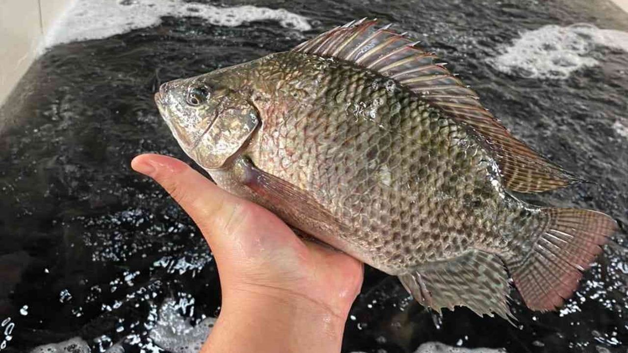 Coopavel inicia o abate de peixes criados por seu primeiro integrado