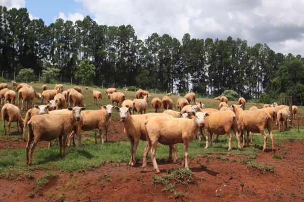 Imagem referente a notícia: Vacinação de herbívoros contra raiva fica obrigatória em 30 cidades do Oeste do Paraná