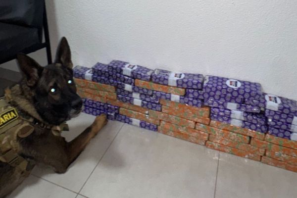 Cão farejador descobre mais de 24 quilos de maconha em ônibus e mulher acaba presa no Paraná