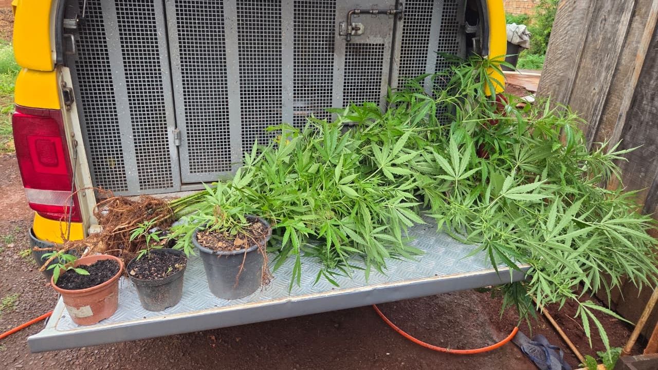 Plantação de maconha é descoberta em quintal de casa e homem acaba preso em Três Barras do Paraná