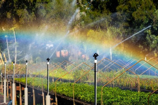 COP30: Itaipu levará experiência em recuperação de ecossistemas