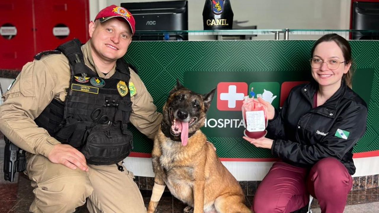 Cão policial salva Cachorrinha Grávida com Doação de Sangue