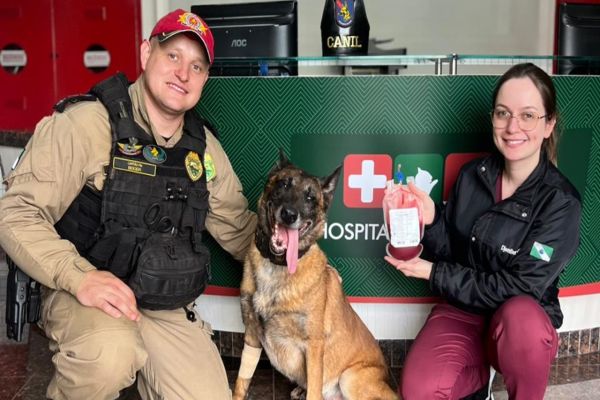 Imagem referente a notícia: Cão policial salva Cachorrinha Grávida com Doação de Sangue