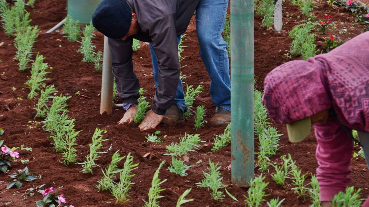 Corbélia inicia plantio de 6 mil mudas de lavanda em diversos pontos da cidade