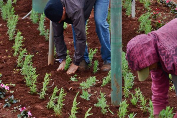 Corbélia inicia plantio de 6 mil mudas de lavanda em diversos pontos da cidade