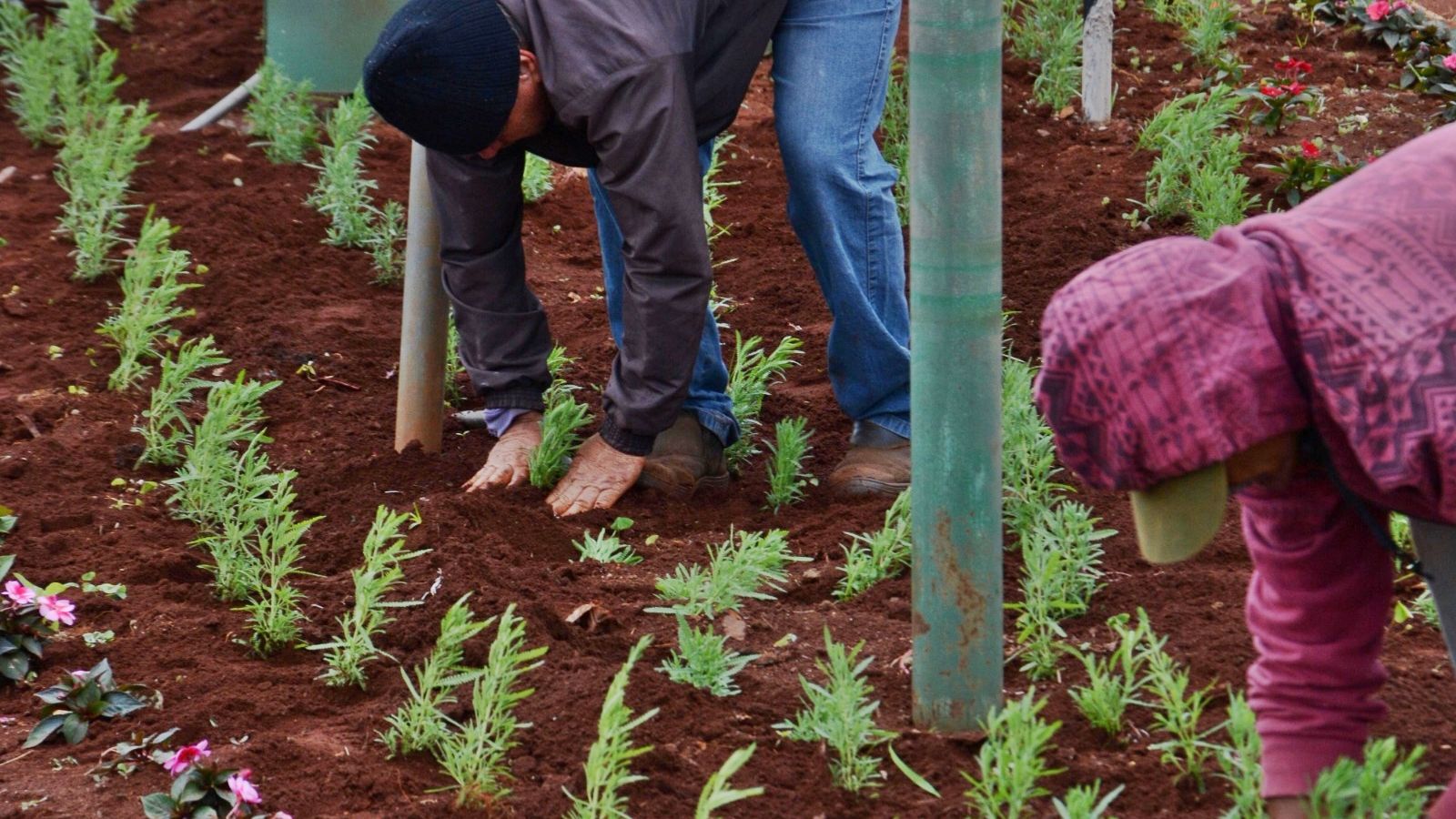 Corbélia inicia plantio de 6 mil mudas de lavanda em diversos pontos da cidade