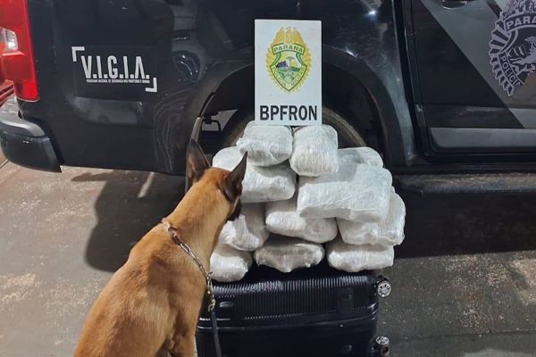 Cão farejador ajuda BPFRON a descobrir mais de 16 quilos de maconha escondidos em ônibus interestadual