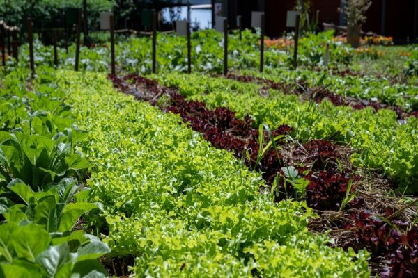 Itaipu e Itaipu Parquetec abrem cadastro de profissionais para ministrar oficinas de hortas no PR e sul do MS