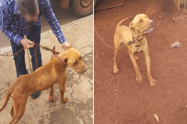 Cães são encontrados desnutridos e acorrentados em propriedade rural de Cascavel