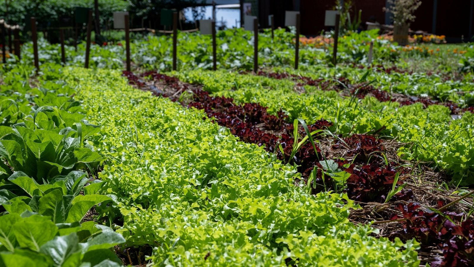Itaipu e Itaipu Parquetec abrem cadastro de profissionais para ministrar oficinas de hortas no PR e sul do MS