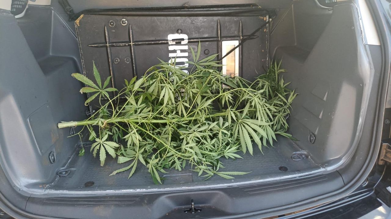 Pé de maconha é encontrado em quintal durante operação do Choque em Cascavel
