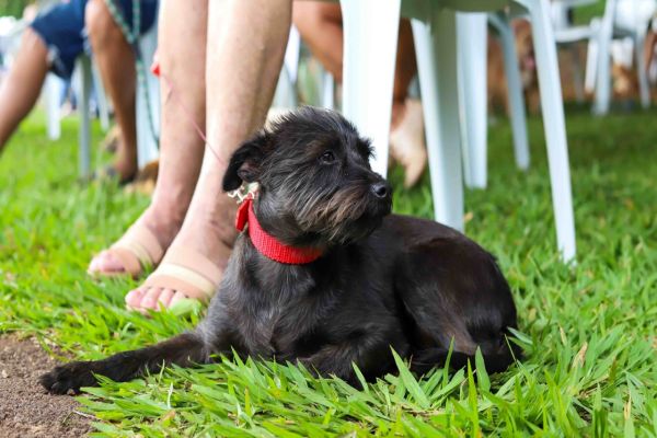 Imagem referente a notícia: Corbélia garante nova edição do CastraPet Paraná e prepara 100 castrações gratuitas de animais