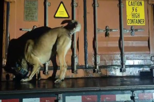 PMPR e PF apreendem mais de 11 toneladas de maconha em fiscalização na BR-277