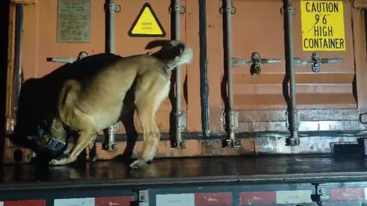 PMPR e PF apreendem mais de 11 toneladas de maconha em fiscalização na BR-277