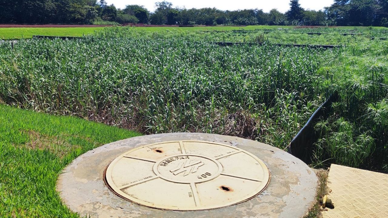 Tratamento de esgoto com wetlands usado pela Sanepar avança pelo Oeste do Paraná