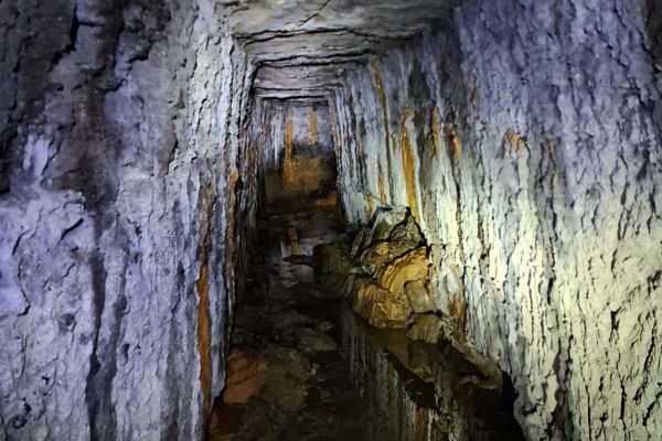 Morcegos e vacinação: ações da Adapar protegem rebanhos e saúde pública contra a raiva