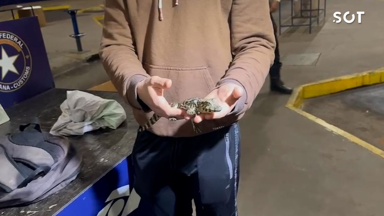 Fiscalização na Ponte da Amizade descobre mochilas cheias de jacarés, cobras e lagartixas