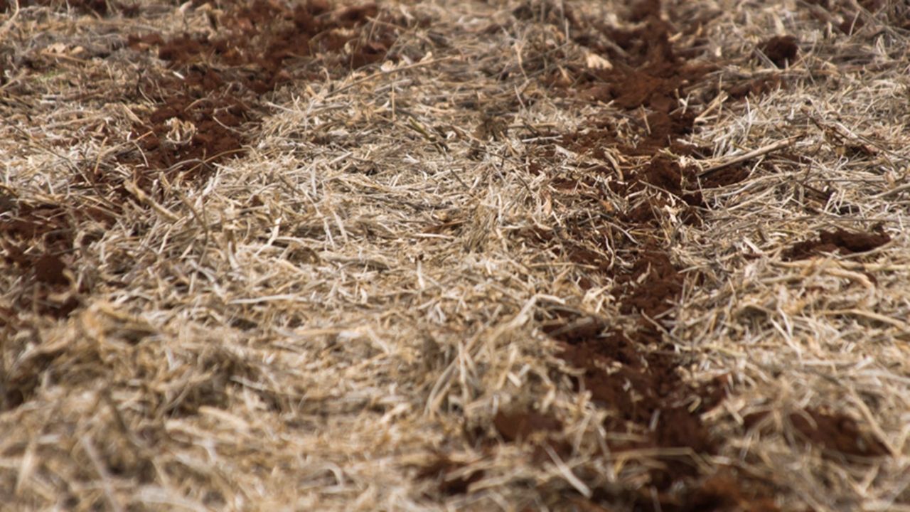 No Paraná, manejo do solo é aliado contra perdas causadas por eventos climáticos