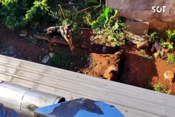 Cães são encontrados desnutridos e um morto em casa abandonada no bairro Neva